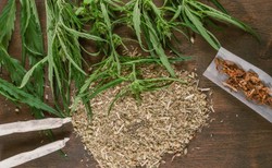 Marihuana zwiększa ryzyko schizofrenii