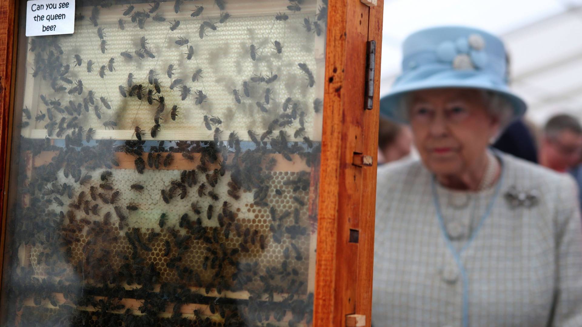 Pszczoły królowej zostały poinformowane o jej śmierci. To część tradycji