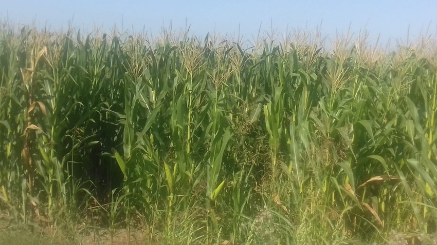 Zbog dugog perioda kiše kukuruz je na području cele Srbije mali i nerazvijen