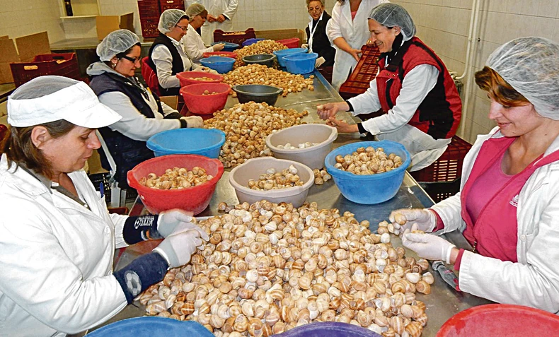 Klasifikacija: Čak i prazne puževe kućice odlaze na zapad