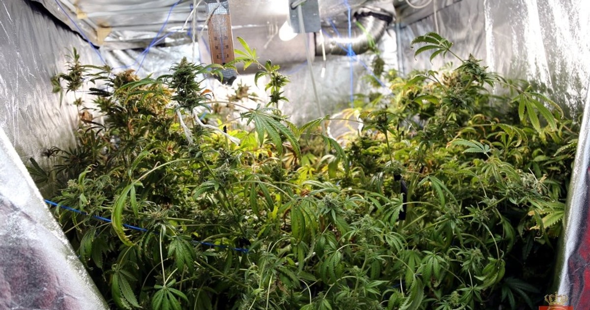 To nie plantacja... to mieszkanie