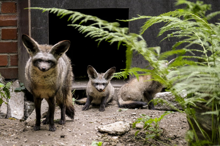 W zoo urodziły się otocjony