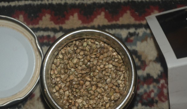 droga indijska konoplja semenke