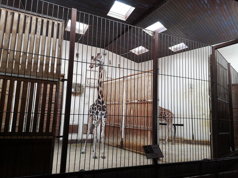 Łódzkie zoo zachęca firmy do finansowego wsparcia