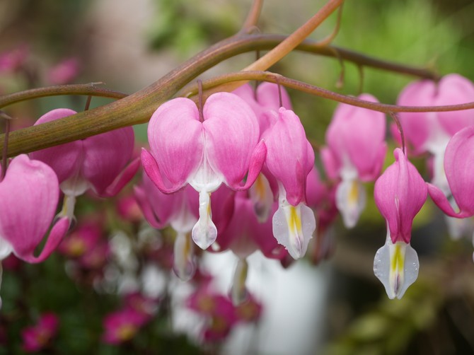 Dicentra