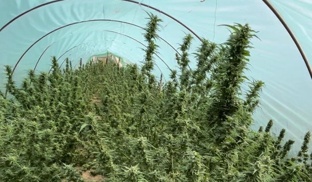 Marihuana