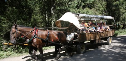 300 koni pracuje na szlaku do Morskiego Oka