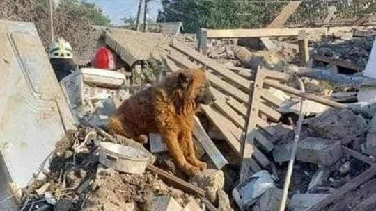 Pies Krym czuwa nad ciałami swoich właścicieli, którzy zginęli w rosyjskim ataku rakietowym 
