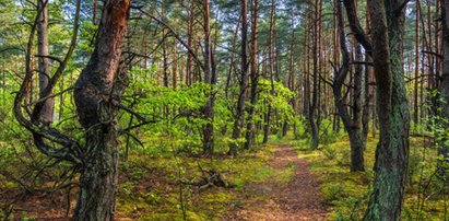 Makabryczne odkrycie na Dolnym Śląsku. Pies wisiał na drzewie przez wiele dni