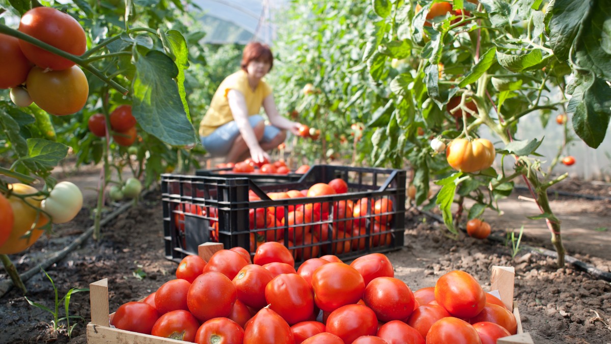 Tony warzyw i owoców przeznaczono w środę w Holandii do zniszczenia lub wydania potrzebującym, po tym jak holenderscy farmerzy rozpoczęli proces ubiegania się o odszkodowania w związku z rosyjskimi sankcjami na import z Zachodu produktów spożywczych.