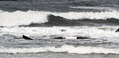 Zatonął statek z piłkarzami na pokładzie. Pięciu zawodników poniosło śmierć 