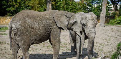 Jest praca przy słoniach w warszawskim zoo. Opłacalna?