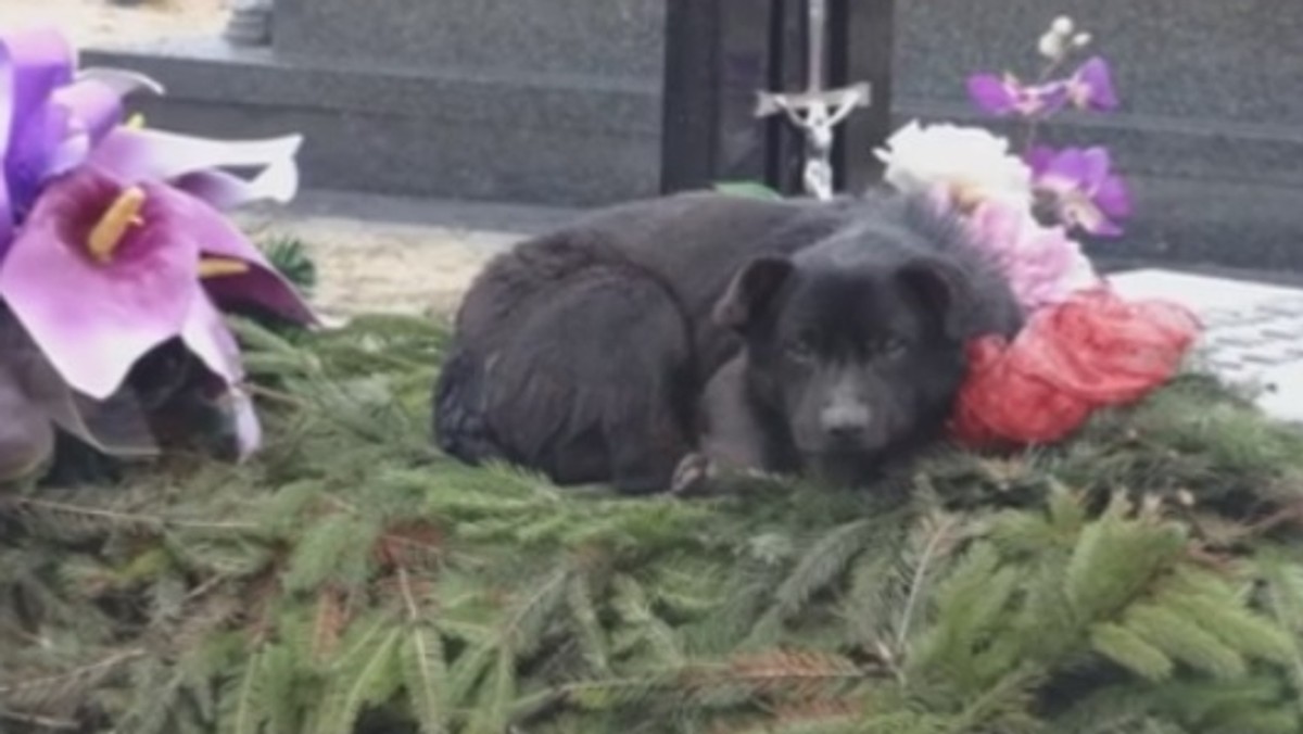 Czarny kundelek z Myszkowa od kilku dni próbował dostać się na cmentarz. W niedzielę przekroczył bramę, zwinął się w kłębek i położył na grobie. Pracownicy schroniska dla zwierząt w Zawierciu przypuszczają, że został tam pochowany jego właściciel.