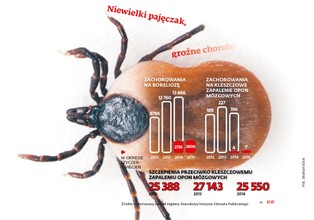 Masowy atak kleszczy. Radykalnie rośnie liczba chorujących na boreliozę