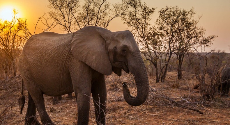 A tuskless African elephant in Kruger National park, South Africa.
