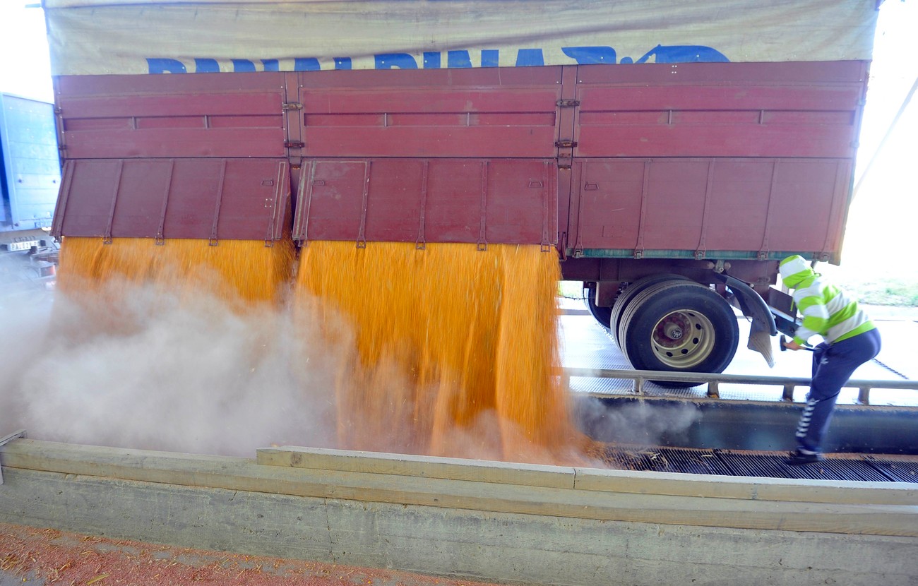 Pad izvoza kukuruza: Zbog ratnog stanja teško isporučivanje žitarica