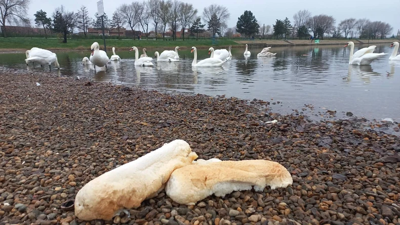 Čitave vekne hleba ostavljene kod labudova