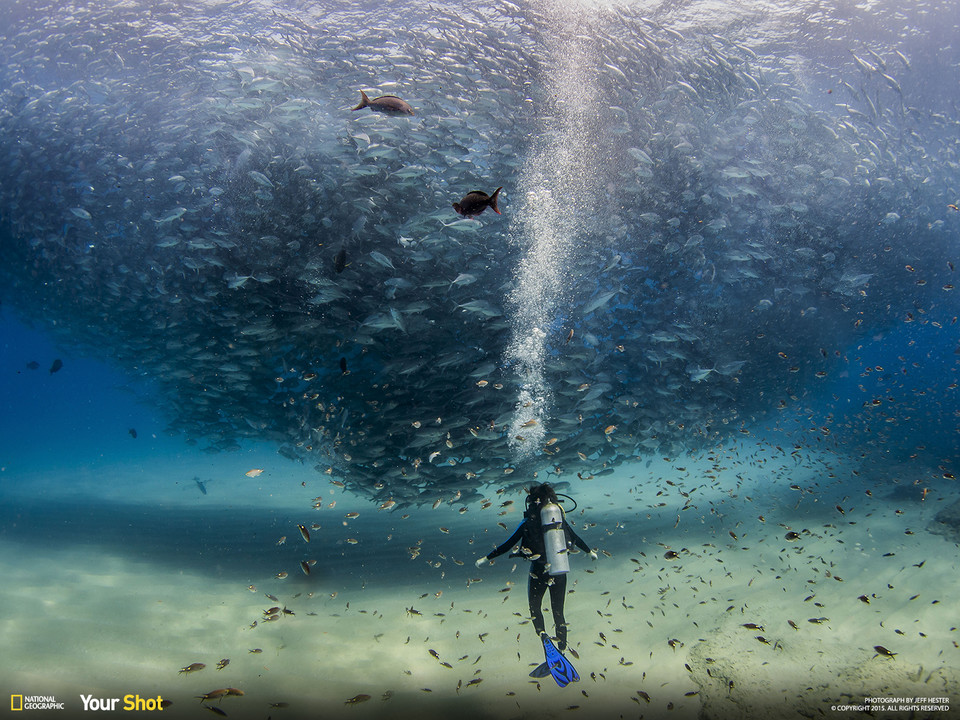 Jeff Hester - All the Fish in the Sea (pol. Wszystkie ryby w morzu) / National Geographic Your Shot Favorite Photos of the Day