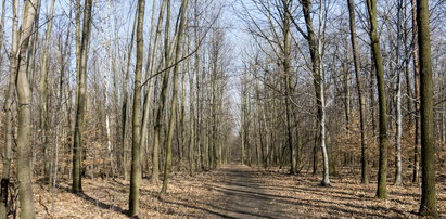 Katowiczanie nie chcą drogi w lesie