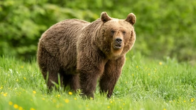 W Pieninach pojawił się niedźwiedź. Park narodowy ostrzega i apeluje