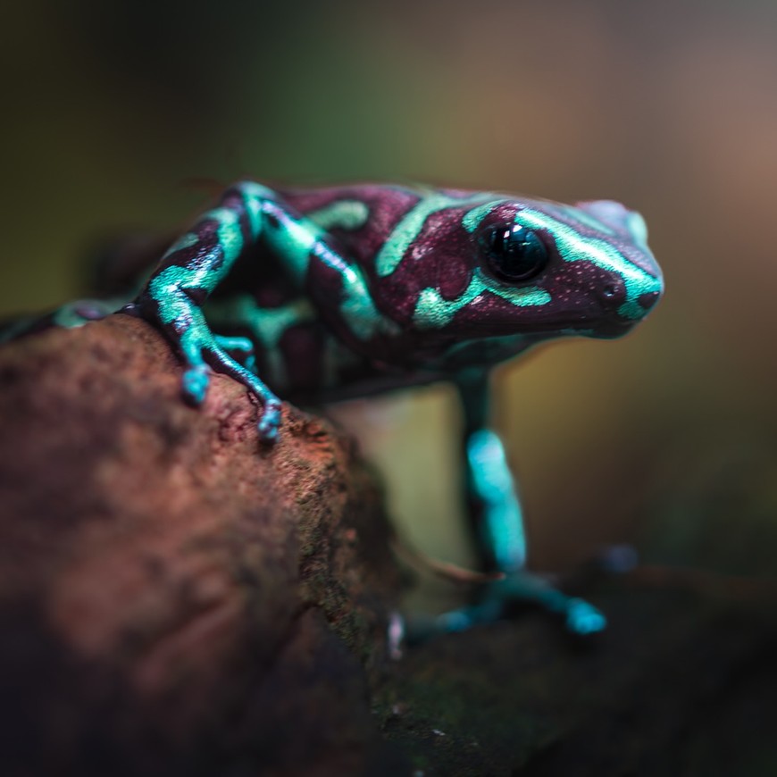 Drzewołazy przybierają magiczne barwy