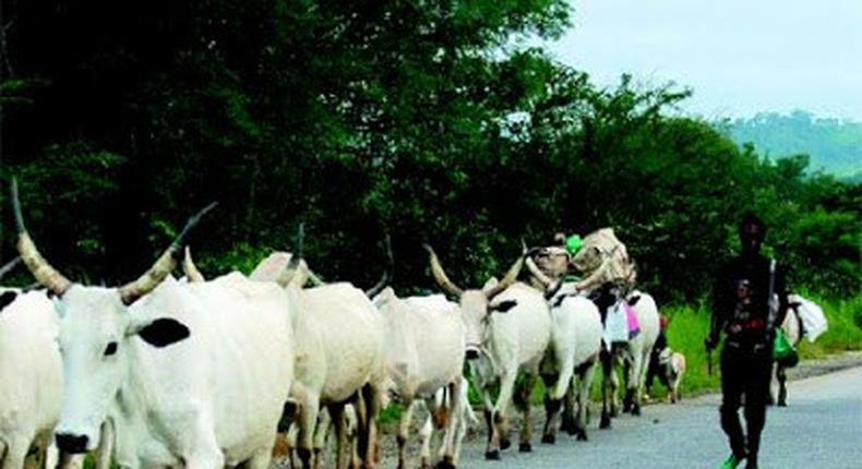 A Fulani man with his herd of cattle.