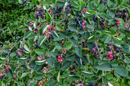 te owoce hamują starzenie i dostarczają mnóstwo potasu. są zdrowsze od borówek. musisz mieć ten krzew w ogrodzie