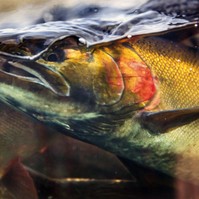 Öregedésgátló lazacspermás arckezelés: érdemes-e kipróbálni? Ez a bőrgyógyászok véleménye