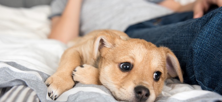Te rasy psów żyją najdłużej. Rekordziści mogą żyć nawet 20 lat