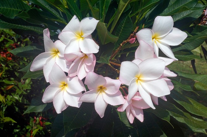 Jasmin