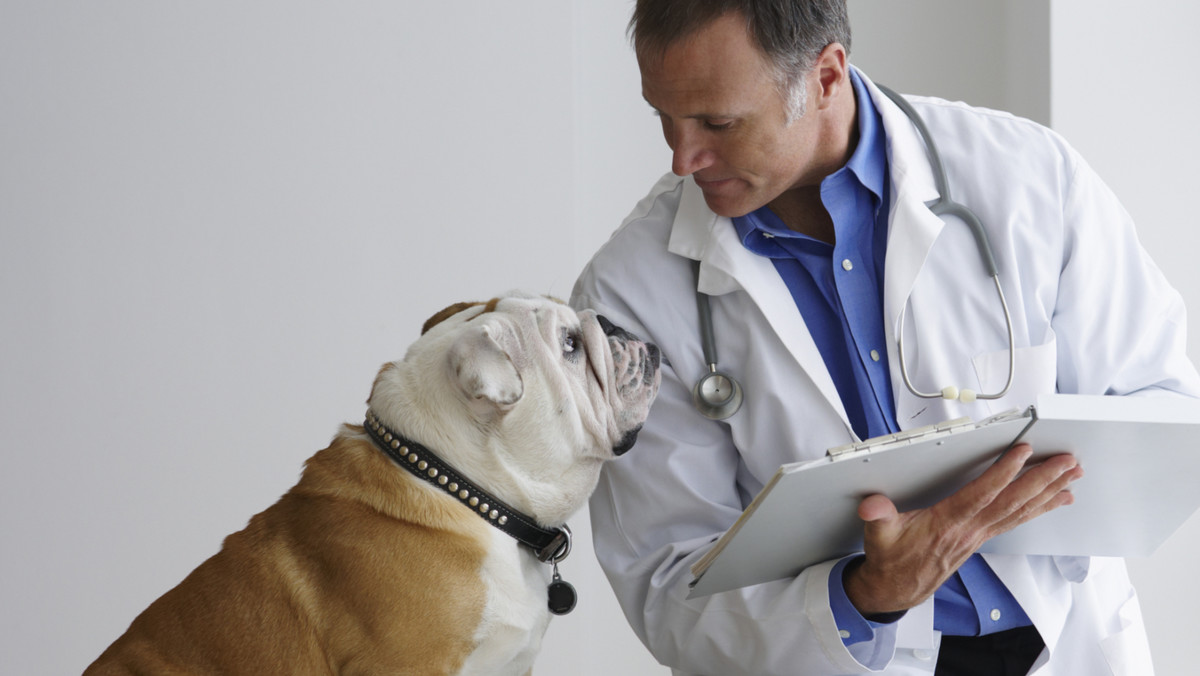 To nie żart. "Doktorzy od zwierząt" wiedzą czasem więcej niż lekarze. Najwyższy czas, by medycyna i weterynaria zaczęły współpracować. Dla dobra pacjentów: zwierzęcych i ludzkich.