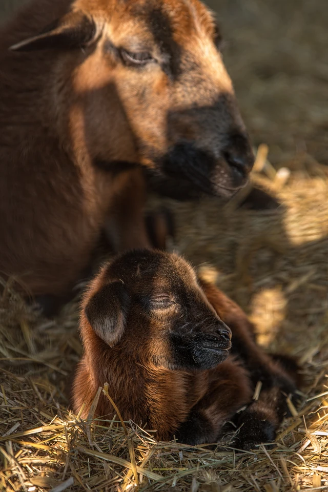 Baby Boom We Wroclawskim Zoo Podroze