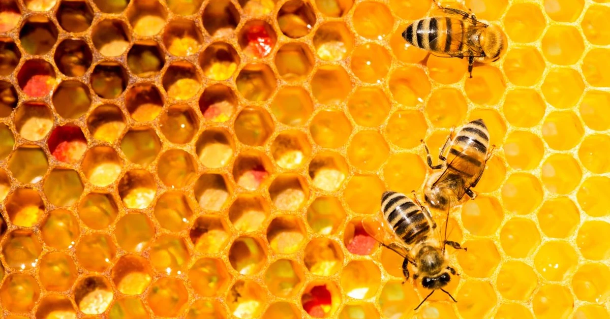 Czy pszczoły tańczą lepiej, gdy ktoś patrzy? Nowe badania rzucają światło na ich niezwykłą komunikację