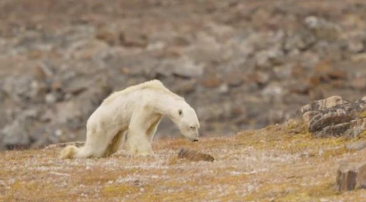 Megrázó felvétel - Kamerák előtt halt éhen egy jegesmedve