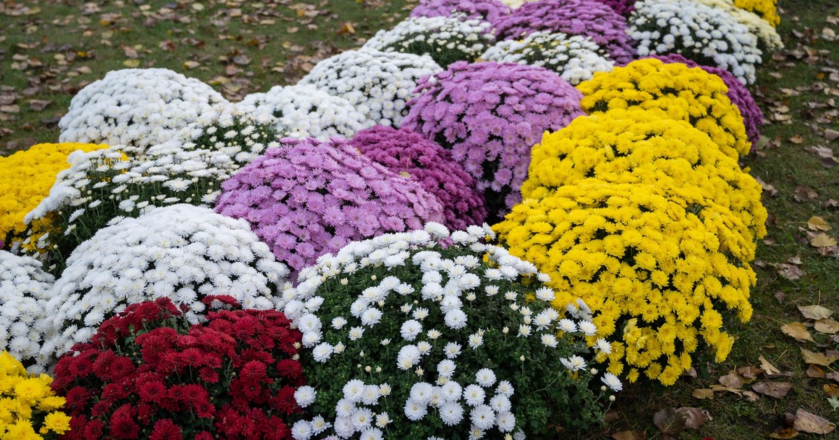 Wstrzymaj się z zakupem chryzantem i sprawdź 1 szczegół. Zaoszczędzisz i unikniesz wpadki!