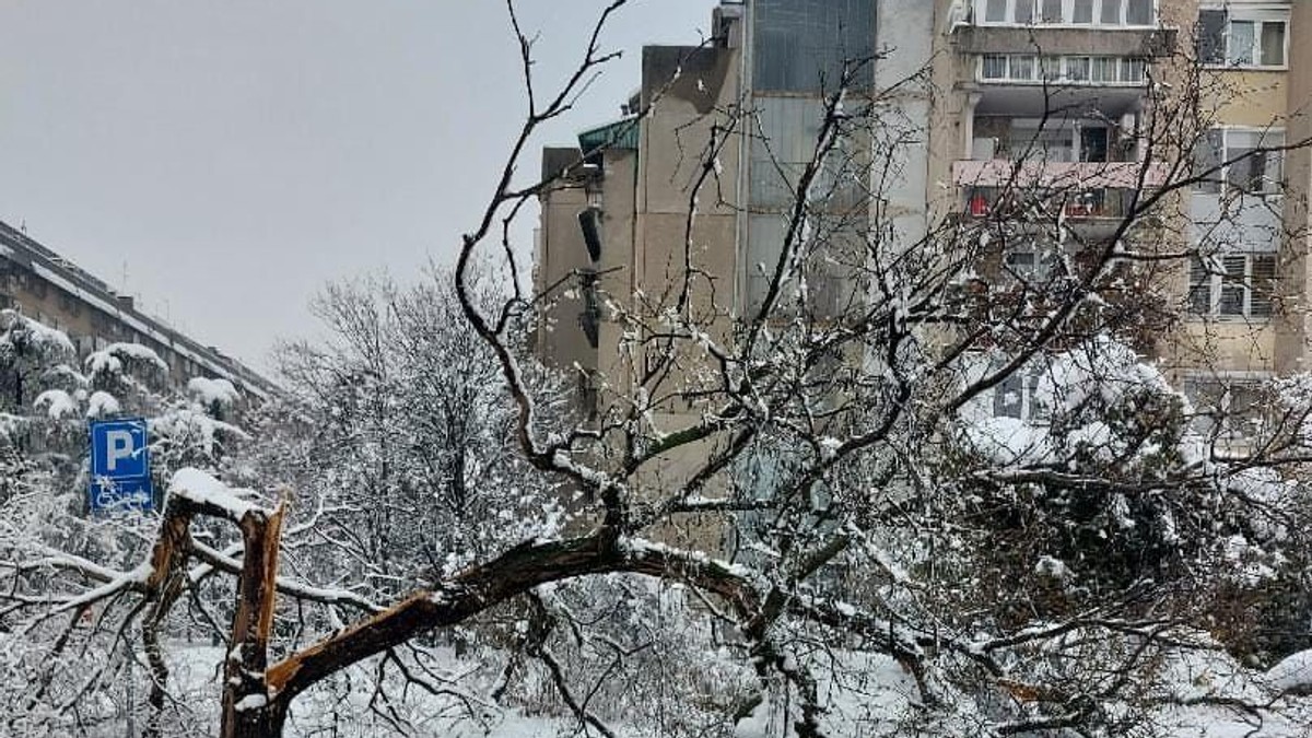 Palo drvo u 28 bloku