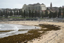 Słynna australijska plaża zasłana przez stosy wodorostów