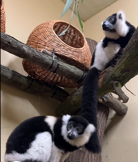 Wari czarno-białe przyjechały do wrocławskiego zoo ze Szwajcarii