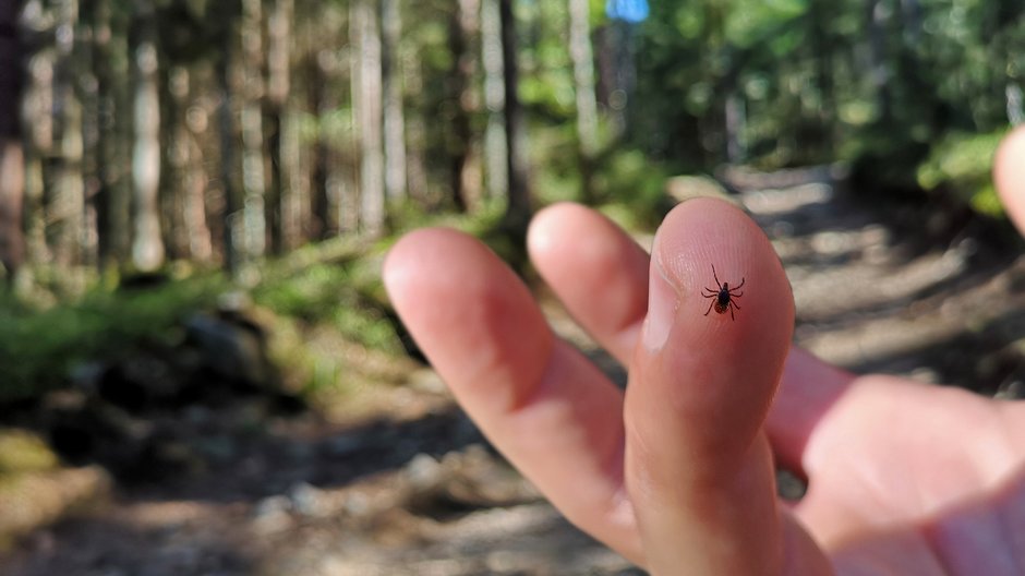 Naturalny sposób na ochronę przed kleszczami