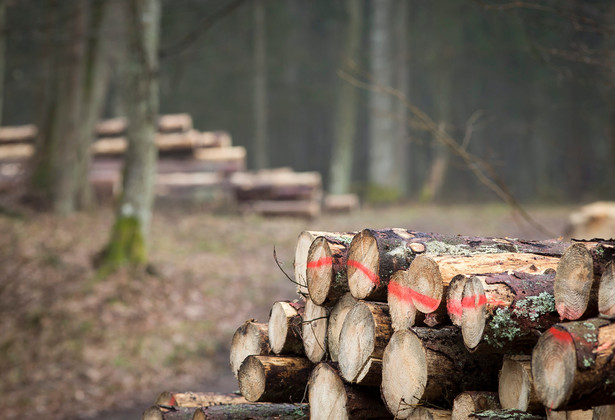 Puszcza Białowieska