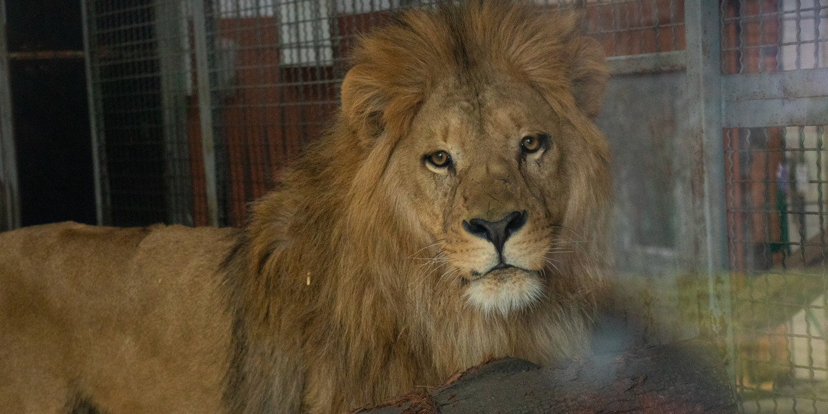 Król lew w Śląskim Ogrodzie Zoologicznym. Moxico przyjechał do Chorzowa z Lizbony. 