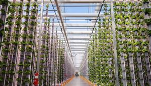 Eden Green grows staples like lettuce and cooking greens in large greenhouses in Cleburne, Texas.Courtesy Eden Green