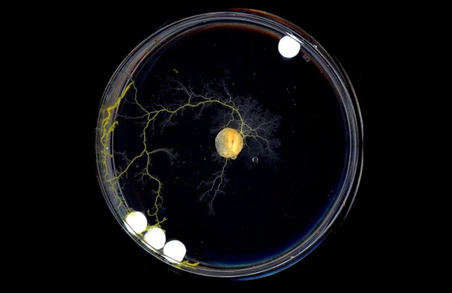 Physarum polycephalum na szalce Petriego fot. Nirosha Murugan, Levin lab, Tufts University and Wyss Institute at Harvard University