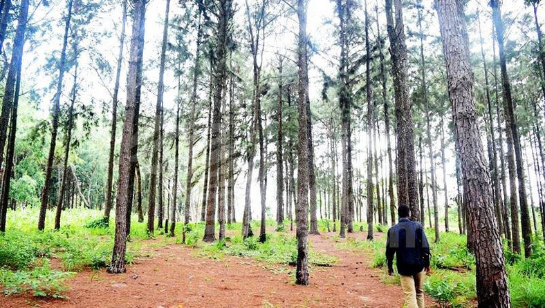 Ngwo Pine Forest