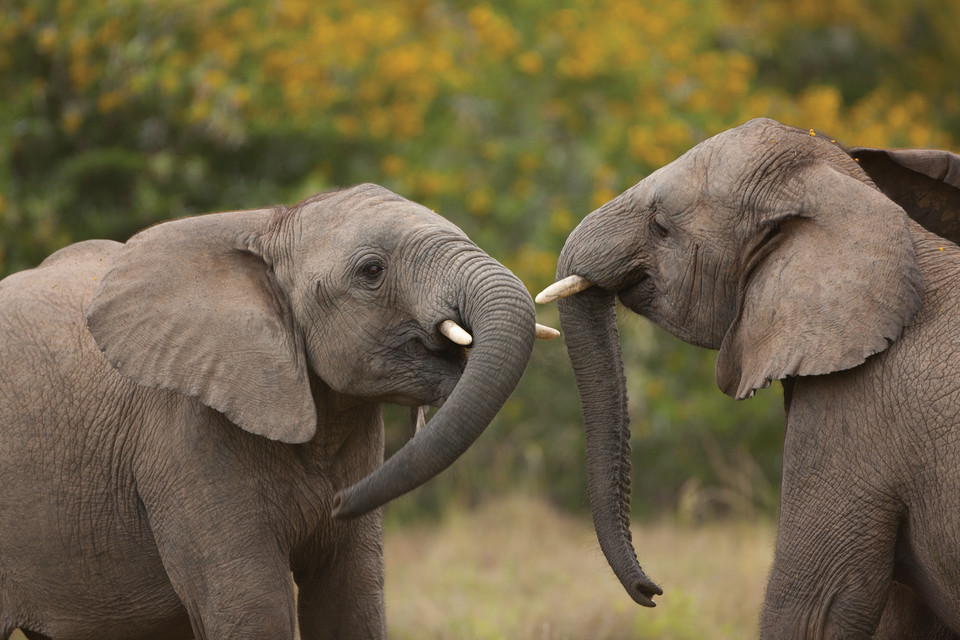 Codziennie ginie ponad 50 słoni