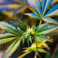 Kannabisz alapú gyógyszerek hatása: a szakértő szerint nem túl bíztató