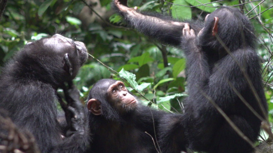 Medycyna według szympansów. Przeżute owady na otwarte rany, fot. Tobias Deschner/ Ozouga chimpanzee project