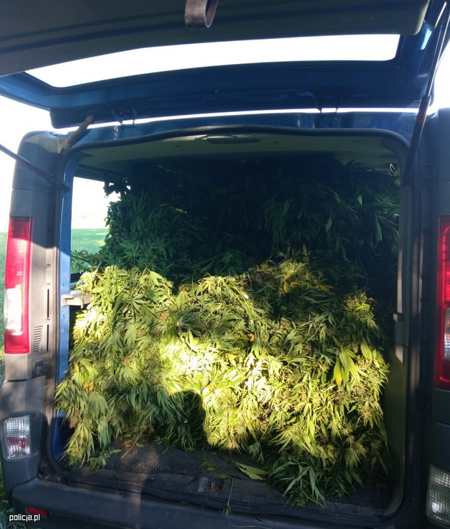 Policjanci znaleźli w samochodzie "leśników" noże, które służyły do wycinania roślin.