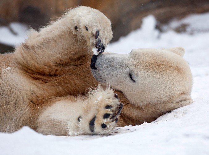 Knut odpoczywa na śniegu w grudniu 2009 roku