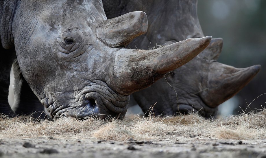 White rhinoceros Bruno (R) and Gracie are seen in their enclosure at Thoiry zoo and wildlife park, about 50 km (30 miles) west of Paris, France, March 7, 2017.